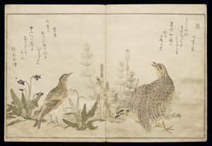 Pair of Quail and grasses on the right and a Skylark amid grasses on the left, from an album 